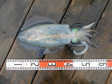 こかわ渡船　雅丸 釣果