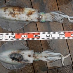 こかわ渡船　雅丸 釣果