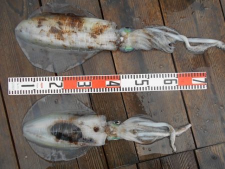 こかわ渡船　雅丸 釣果