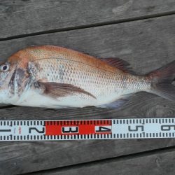 こかわ渡船　雅丸 釣果