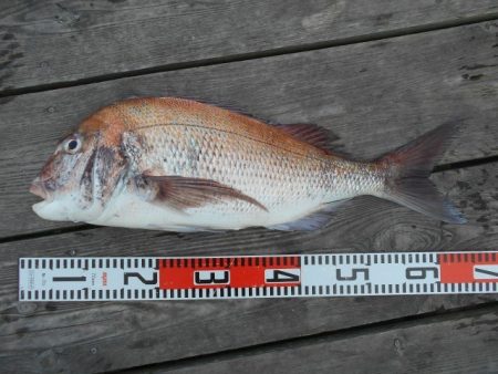 こかわ渡船　雅丸 釣果