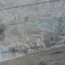 こかわ渡船　雅丸 釣果