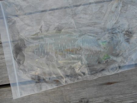 こかわ渡船　雅丸 釣果