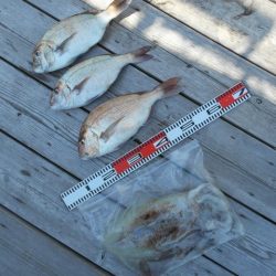 こかわ渡船　雅丸 釣果