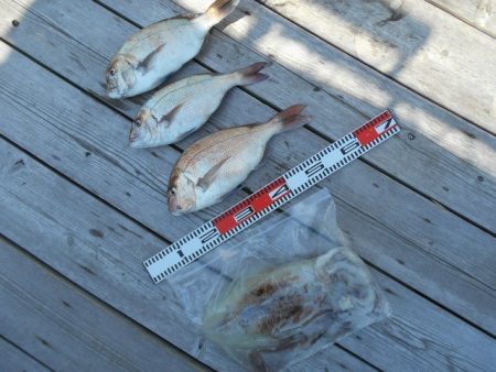 こかわ渡船　雅丸 釣果