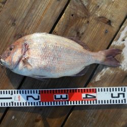 こかわ渡船　雅丸 釣果