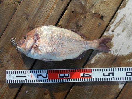 こかわ渡船　雅丸 釣果