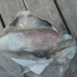 こかわ渡船　雅丸 釣果