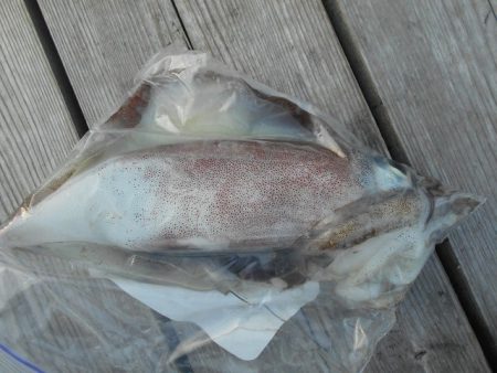 こかわ渡船　雅丸 釣果