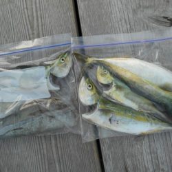 こかわ渡船　雅丸 釣果