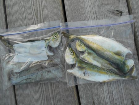 こかわ渡船　雅丸 釣果