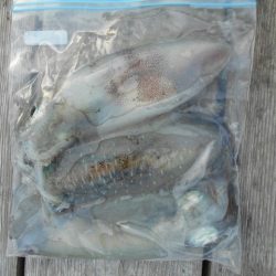 こかわ渡船　雅丸 釣果