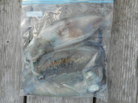 こかわ渡船　雅丸 釣果