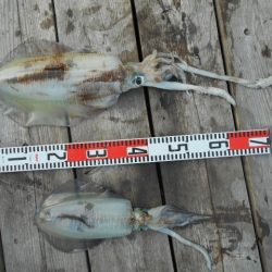 こかわ渡船　雅丸 釣果