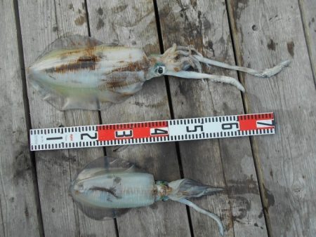 こかわ渡船　雅丸 釣果