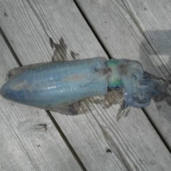 こかわ渡船　雅丸 釣果