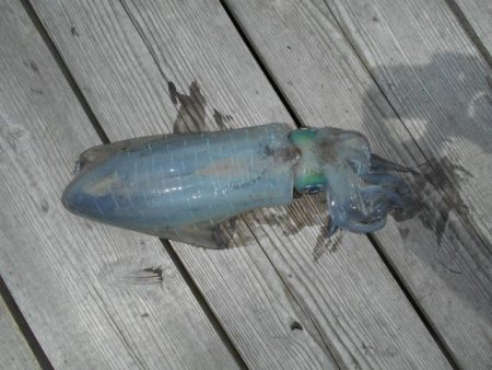 こかわ渡船　雅丸 釣果