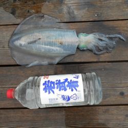 こかわ渡船　雅丸 釣果