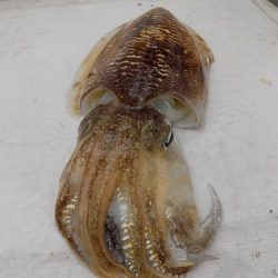 フィッシングボート空風(そらかぜ) 釣果