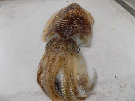 フィッシングボート空風(そらかぜ) 釣果