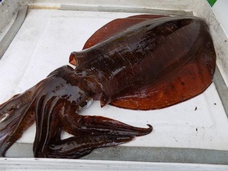 フィッシングボート空風(そらかぜ) 釣果