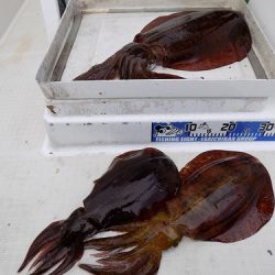 フィッシングボート空風(そらかぜ) 釣果