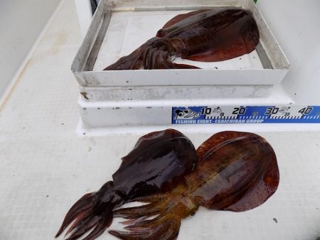 フィッシングボート空風(そらかぜ) 釣果