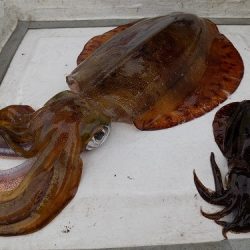 フィッシングボート空風（そらかぜ） 釣果