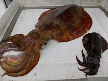 フィッシングボート空風（そらかぜ） 釣果