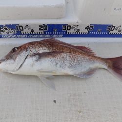 フィッシングボート空風(そらかぜ) 釣果