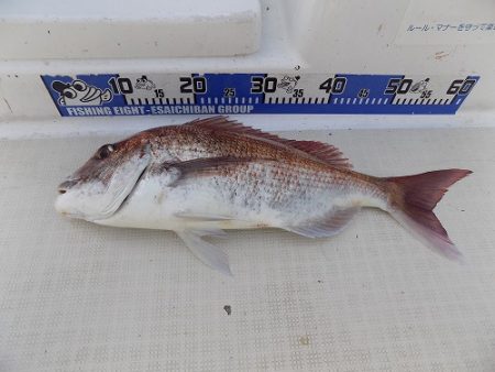 フィッシングボート空風(そらかぜ) 釣果