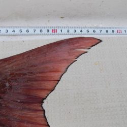 フィッシングボート空風(そらかぜ) 釣果