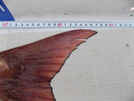 フィッシングボート空風(そらかぜ) 釣果