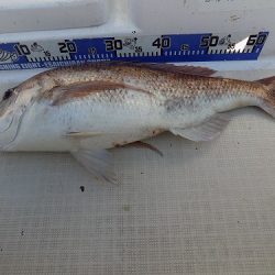 フィッシングボート空風(そらかぜ) 釣果