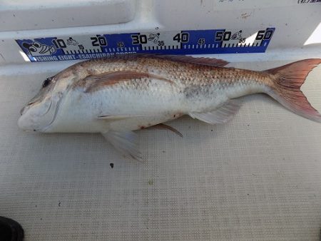 フィッシングボート空風(そらかぜ) 釣果