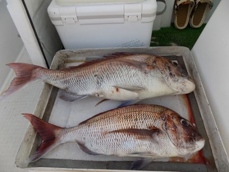 フィッシングボート空風(そらかぜ) 釣果