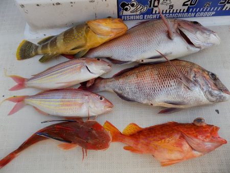 フィッシングボート空風（そらかぜ） 釣果