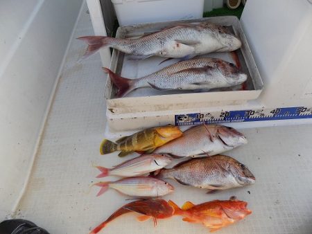 フィッシングボート空風(そらかぜ) 釣果