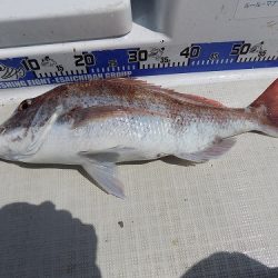 フィッシングボート空風(そらかぜ) 釣果