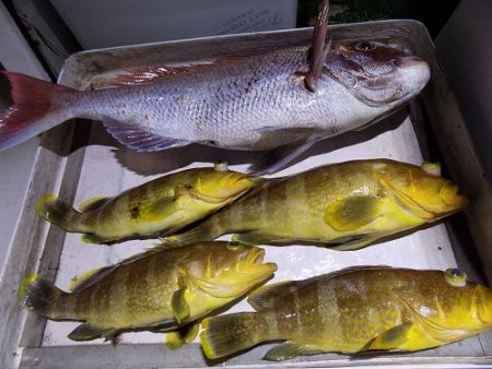 フィッシングボート空風(そらかぜ) 釣果