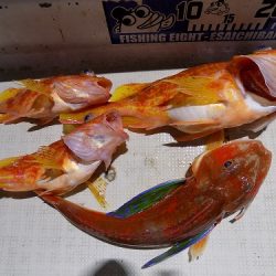 フィッシングボート空風(そらかぜ) 釣果