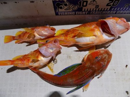 フィッシングボート空風(そらかぜ) 釣果