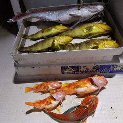 フィッシングボート空風(そらかぜ) 釣果