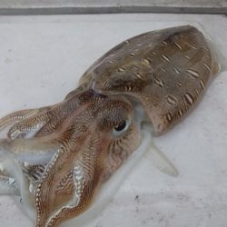 フィッシングボート空風(そらかぜ) 釣果