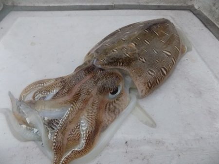 フィッシングボート空風（そらかぜ） 釣果