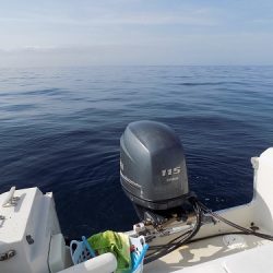 フィッシングボート空風(そらかぜ) 釣果