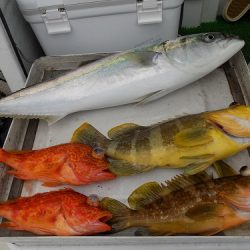 フィッシングボート空風(そらかぜ) 釣果