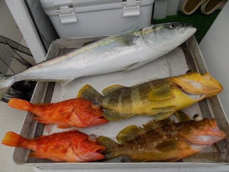 フィッシングボート空風(そらかぜ) 釣果