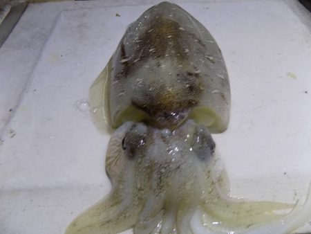 フィッシングボート空風(そらかぜ) 釣果