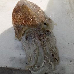 フィッシングボート空風(そらかぜ) 釣果